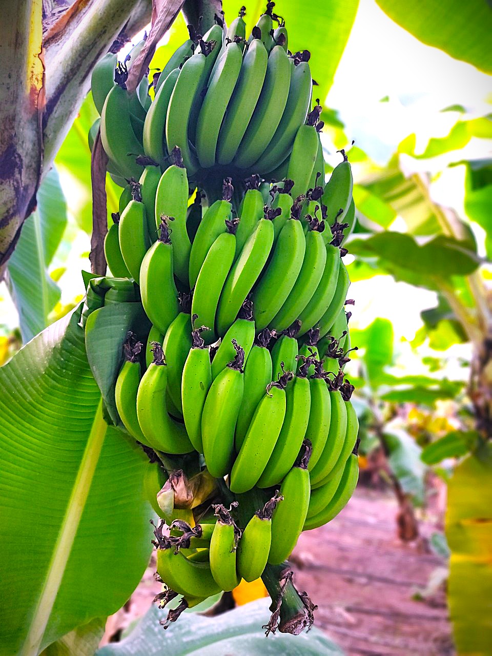 Fresh Banana